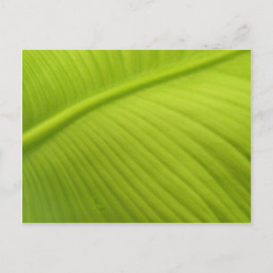 Carte Postale Banana Leaf