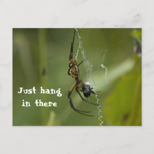Carte Postale Banana Spider Web Juste accrochez-vous là