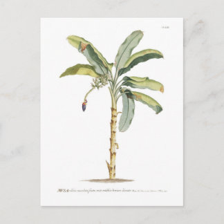 Carte Postale Banane