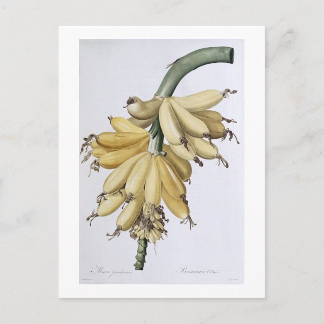 Carte Postale Banane, 1816 (Devant)
