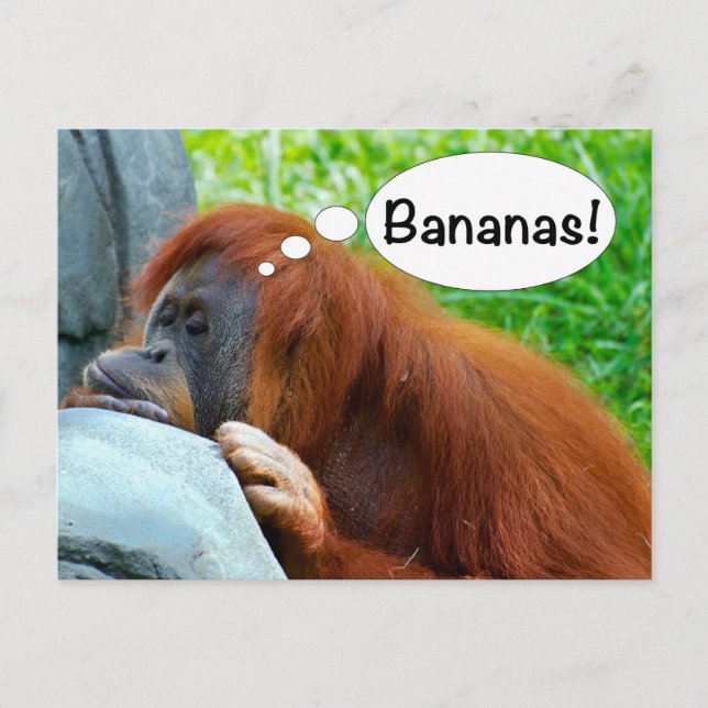 Carte Postale Bananes ! (Devant)