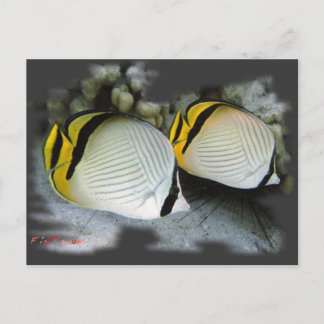 Carte Postale Banded Papillons Partenaires de vie
