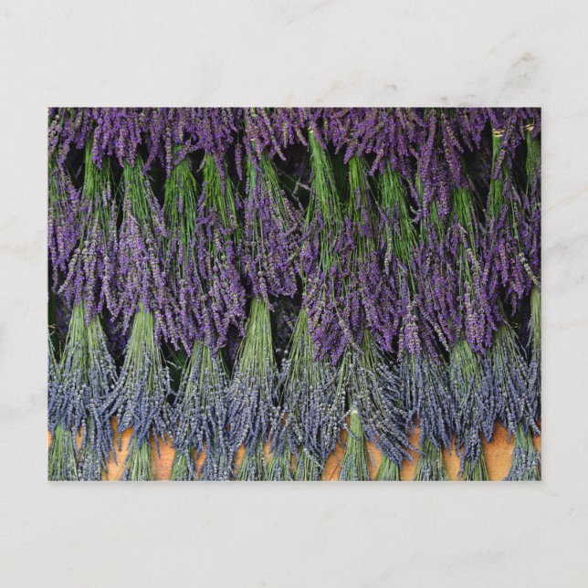 Carte Postale Bandes de lavande sur un bâti de séchage (Devant)