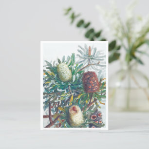 Carte Postale Banksia Flowers   Ellis Rowan 1782
