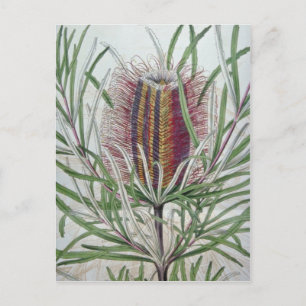 Carte Postale Banksia occidentalis rose