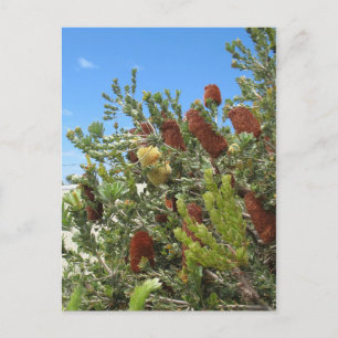Carte Postale Banksias