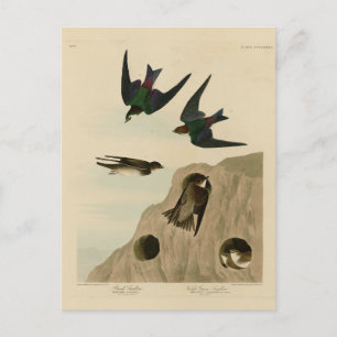 Carte Postale Banque, hirondelles vert violet, Audubon Birds Amé