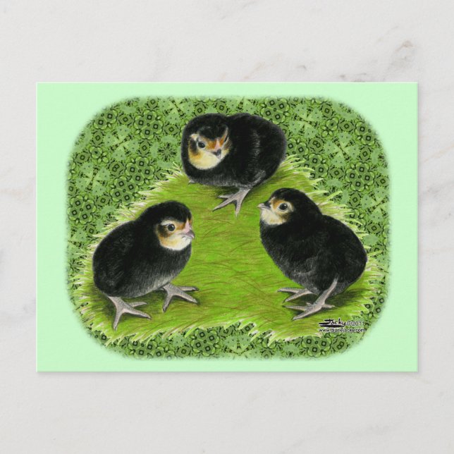 Carte Postale Bantam Chicks dans le jardin (Devant)