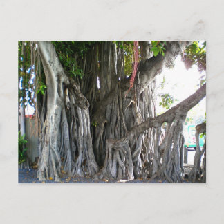 Carte Postale Banyan Tree
