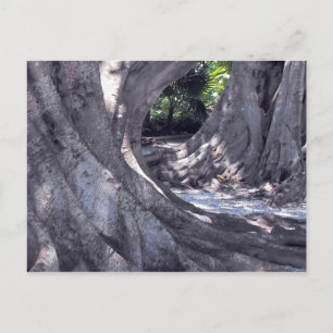 Carte Postale Banyan Trees