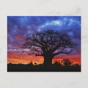 Carte Postale Baobab africain, Adansonia digitata, 2