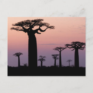 Carte Postale Baobab Alley', Madagascar, Morondava, Afrique,