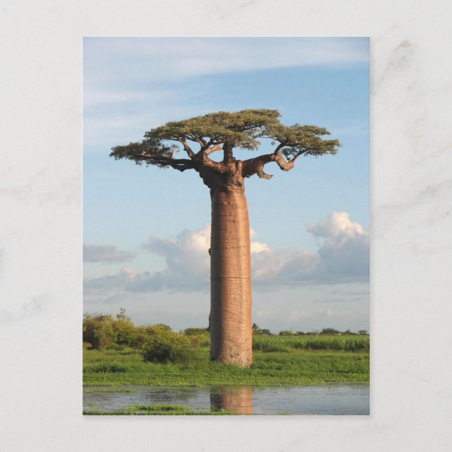 Carte Postale Baobab de Grandidier Madagascar (Devant)