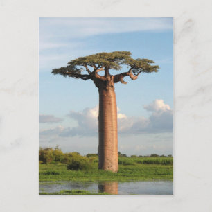 Carte Postale Baobab de Madagascar