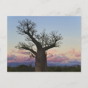Carte Postale Baobabs, Berenty, Toliara, Madagascar