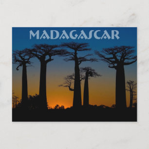 Carte Postale Baobabs de Madagascar