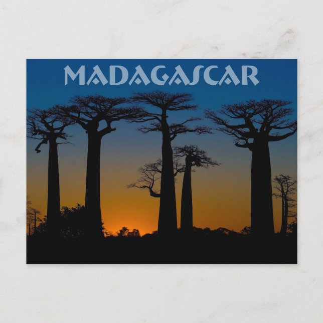 Carte Postale Baobabs de Madagascar (Devant)