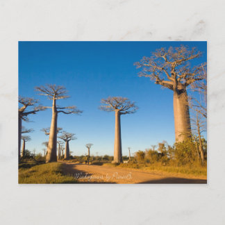 Carte Postale Baobabs de Madagascar