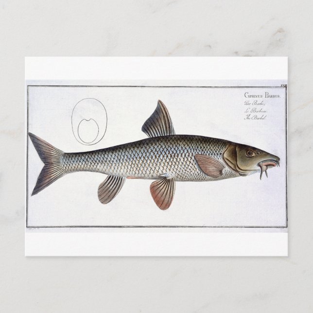 Carte Postale Barbel (Cyprinus Barbus) plaque XVIII de 'Ichthyo (Devant)