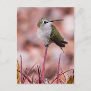 Carte Postale Baril Cactus Roosage