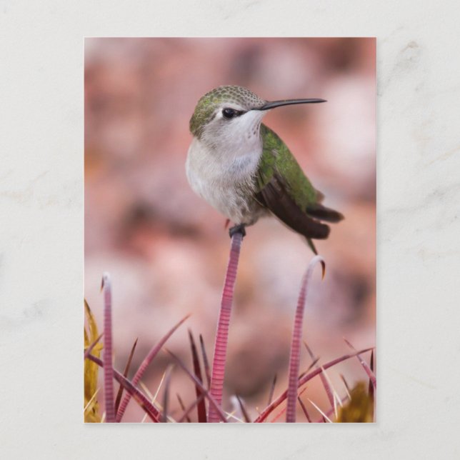 Carte Postale Baril Cactus Roosage (Devant)