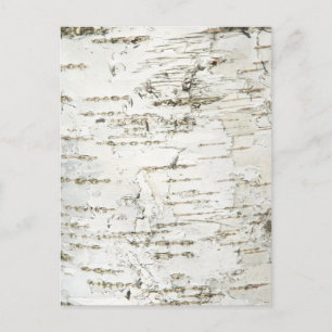 CARTE POSTALE BARK BIRCH