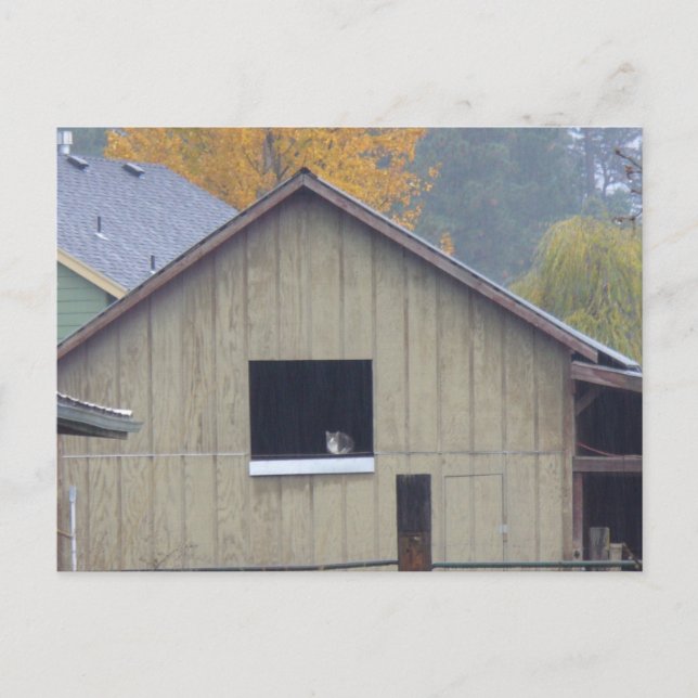 Carte postale Barn Kitty (Devant)