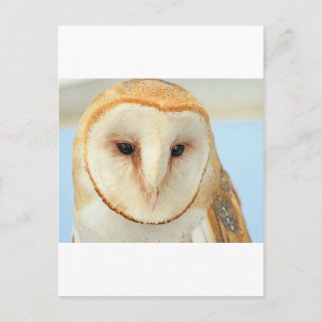 Carte Postale Barn Owl (Devant)