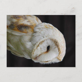 Carte Postale Barn Owl