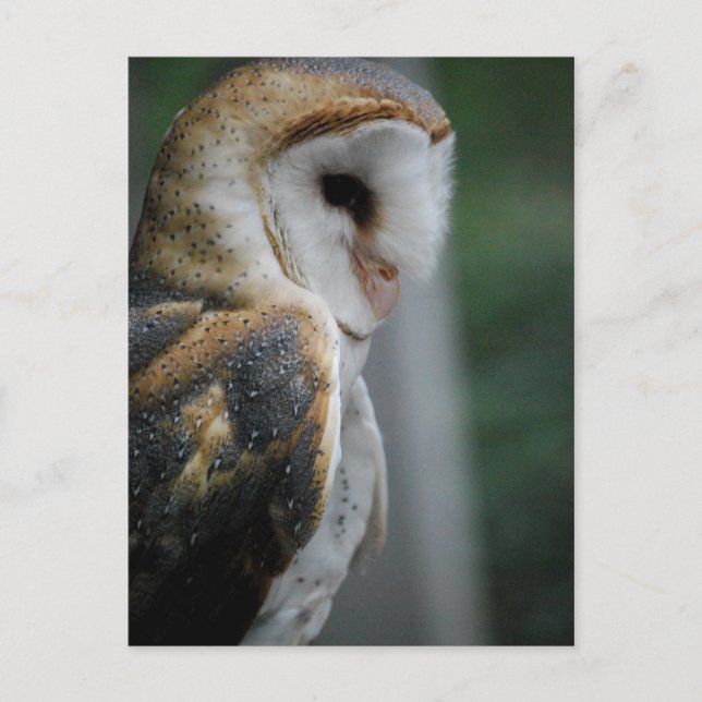 Carte postale Barn Owl (Devant)