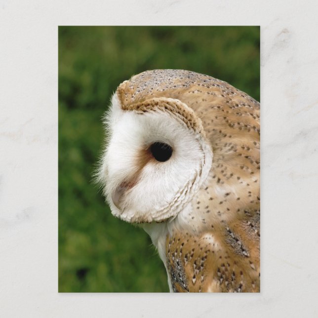 CARTE POSTALE BARN OWLS (Devant)