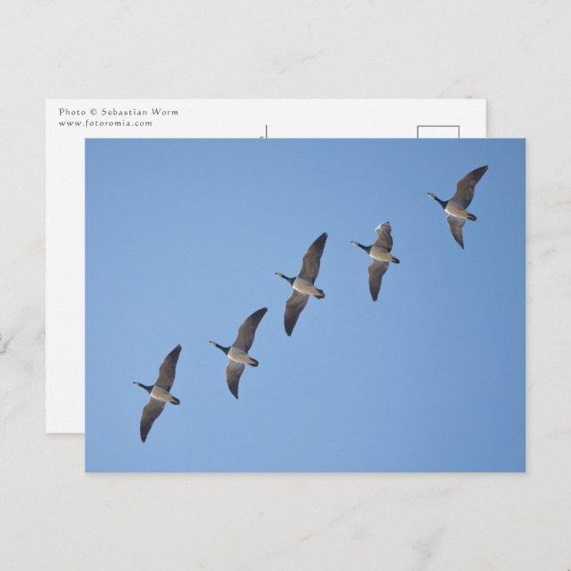 Carte Postale Barnacle Geese (Devant / Derrière)