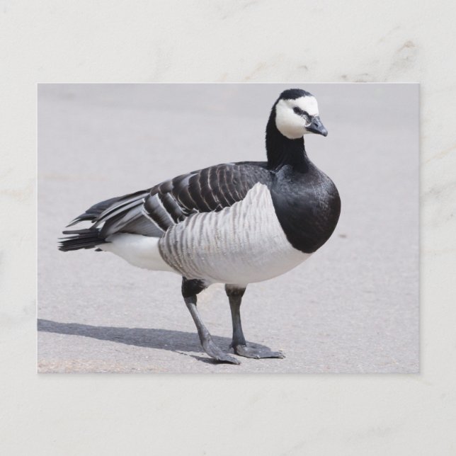 Carte Postale Barnacle Goose (Devant)