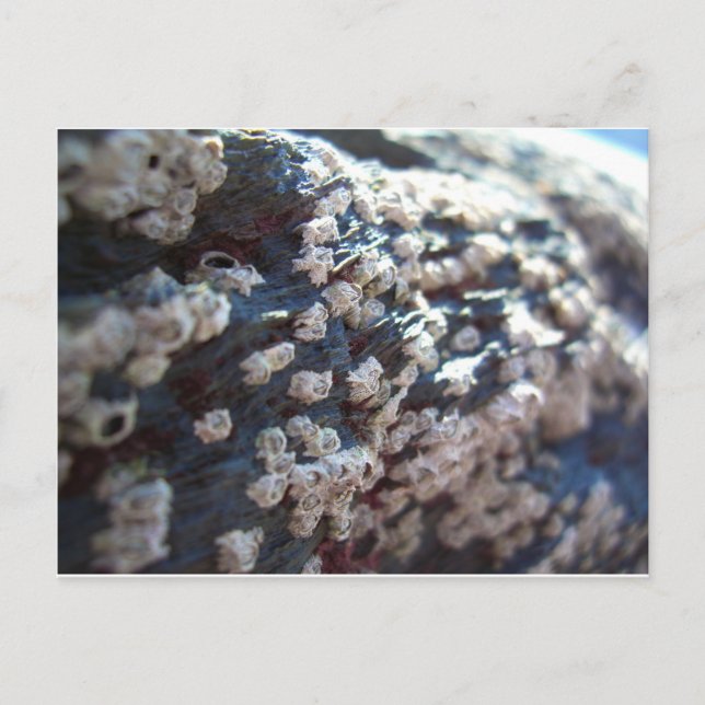 Carte Postale Barnacles 1 (Devant)
