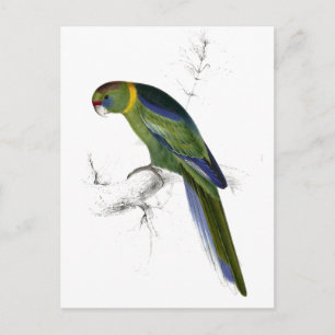 Carte Postale Barnard’s Parrakeet par Edward Lear