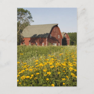 Carte Postale Barre rouge avec Fleurs sauvages jaunes