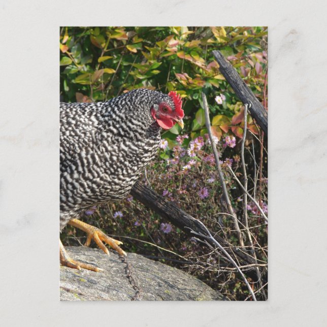 Carte Postale Barred Rock Hen (Devant)