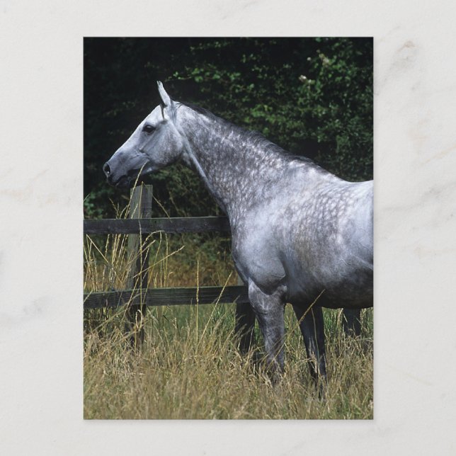 Carte Postale Barrière se tenante prêt de cheval de pur sang (Devant)