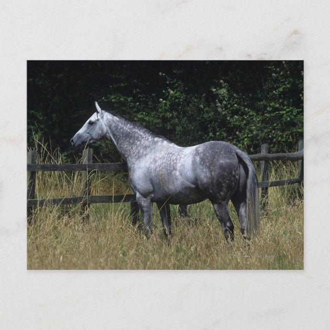 Carte Postale Barrière se tenante prêt de cheval de pur sang (Devant)