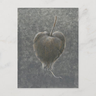 Carte Postale Barringtonia Acutangula 2