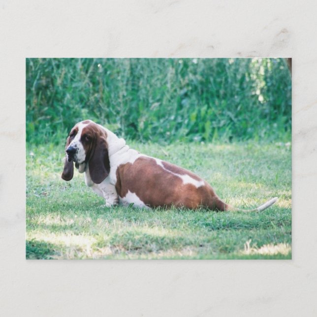 Carte Postale Bart Basset Hound Postcard 3 (Devant)