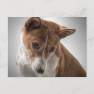 Carte Postale basenji