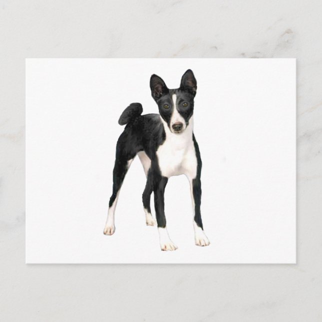 Carte Postale Basenji (B) - noir et blanc (Devant)