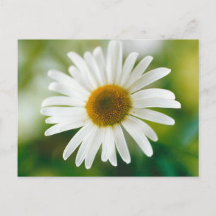 Carte Postale Basière oculaire blanche - Leucanthemum vulgare