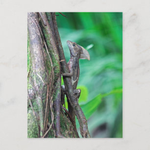 Carte Postale Basilic Jésus-Christ Lézard à Tortuguero