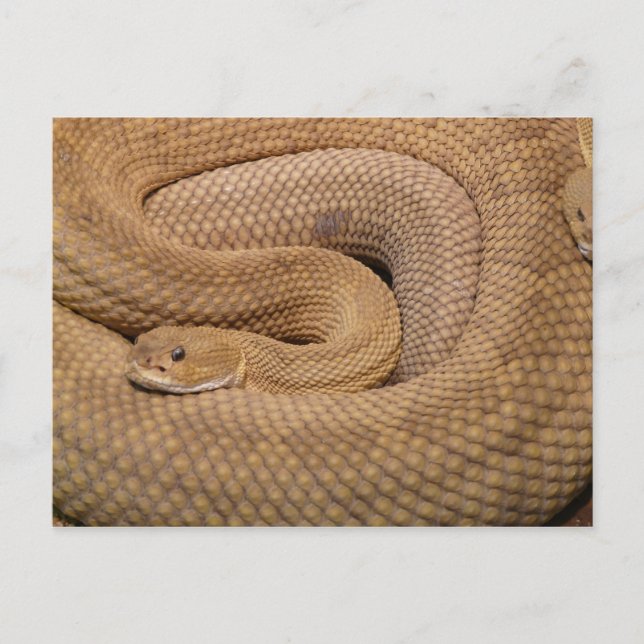 Carte Postale Basilisk Rattlesnake (Devant)
