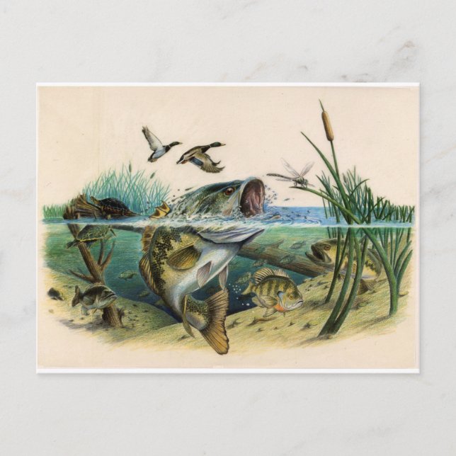 Carte Postale Basse combattante (Devant)