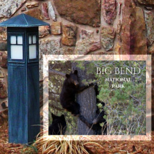 Carte Postale Basses d'ours noirs Escalade Pine Tree Big Bend NP