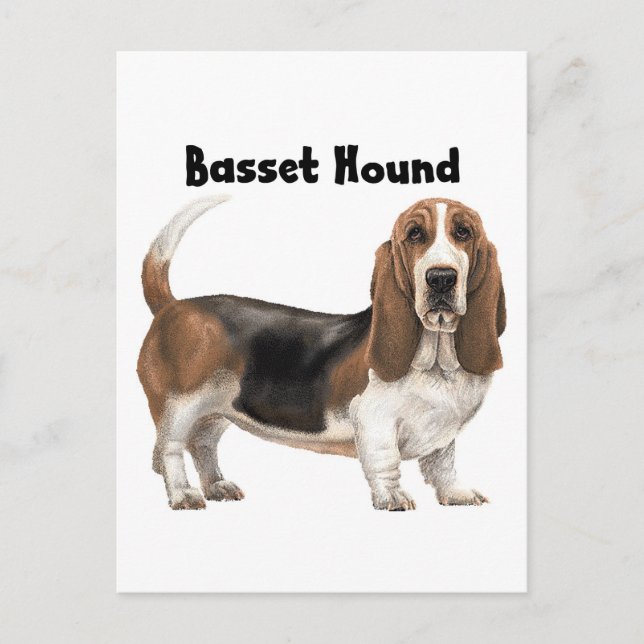 Carte Postale Basset Hound (Devant)