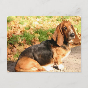 Carte postale Basset Hound